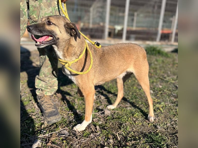 Sunny - super lieber Sonnenschein sucht genau DICH