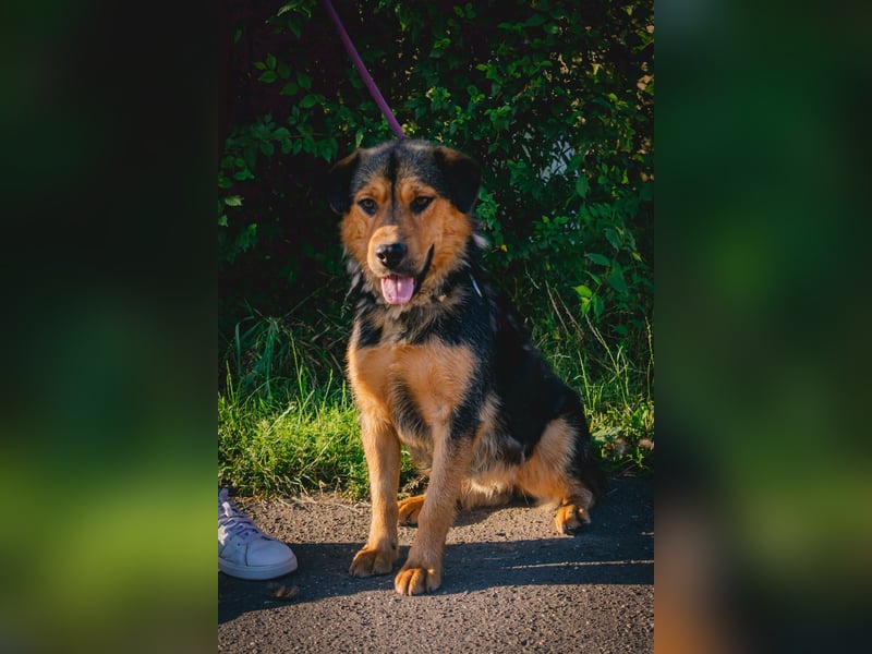 Traumjunge „ Roxie „ - ist bereit für ein neues Leben