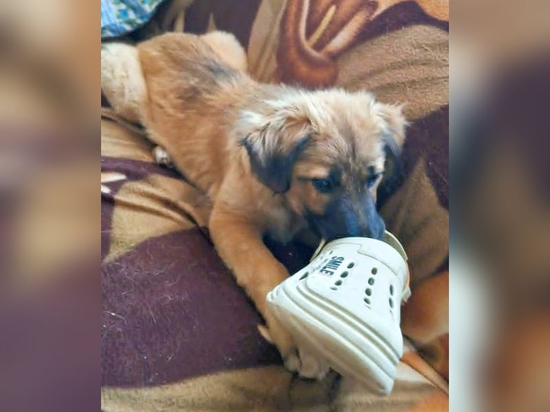 CODY – zauberhafter junger Hundebub sucht sein Zuhause für immer