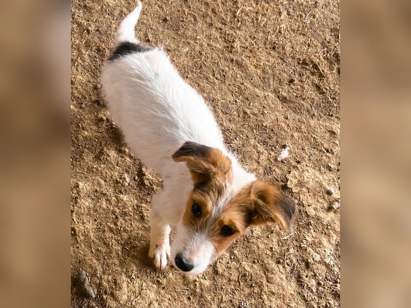 Sammy - kleiner Sonnenschein sucht Familienanschluss