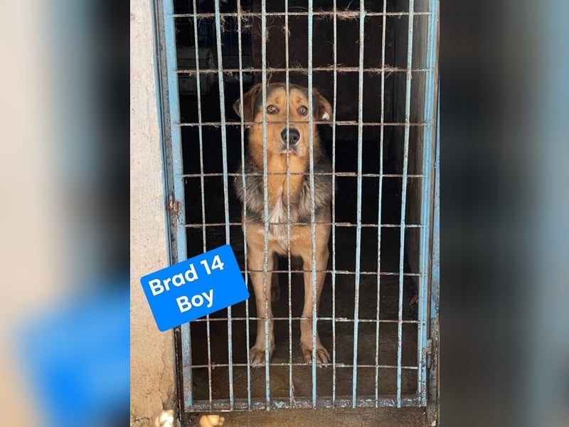 Sajan - ein Freund und noch viel mehr Sajan - ein Freund und noch viel mehr