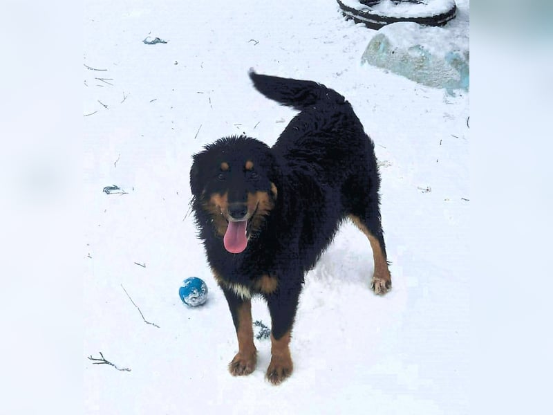 Das Glück hat 4 Pfoten und heißt „ BAJA „