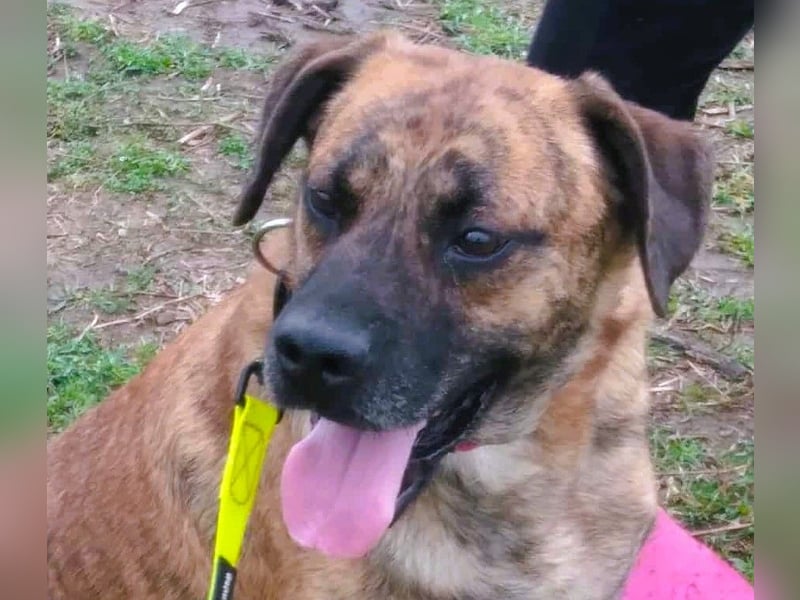 Bildhübscher TOTO - auf der Suche nach seinem Glück