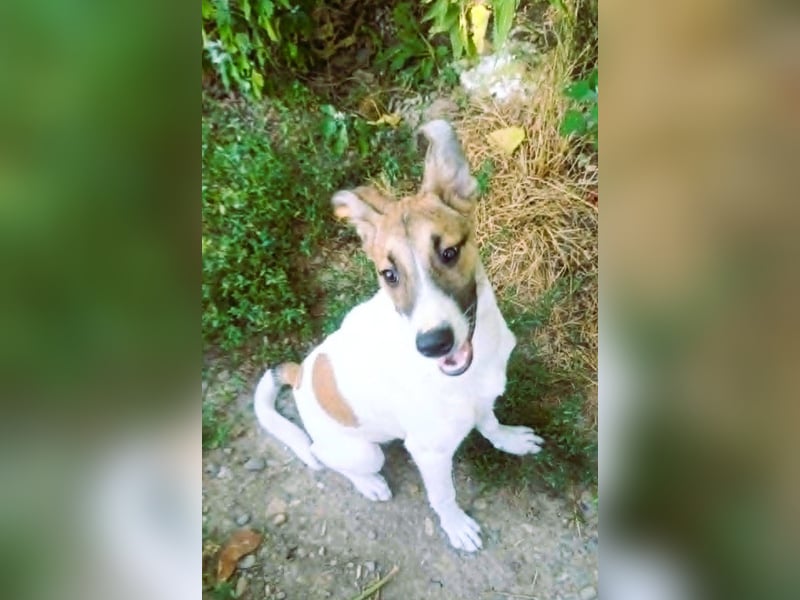 Super hübsches Hundekind „ TESSA „ sucht ihr Zuhause für immer