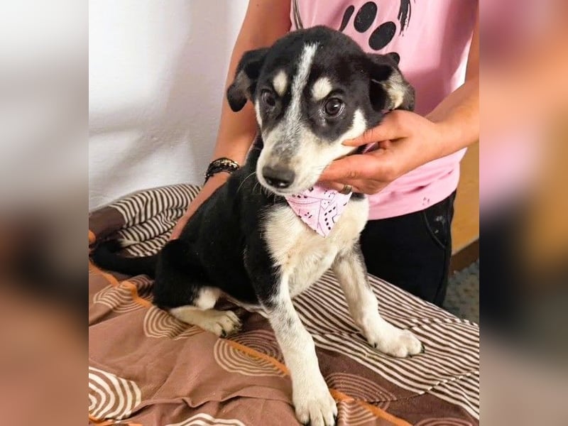 Trudi - die Dritte im Bunde - zuckersüßes Hundekind sucht ihre Family