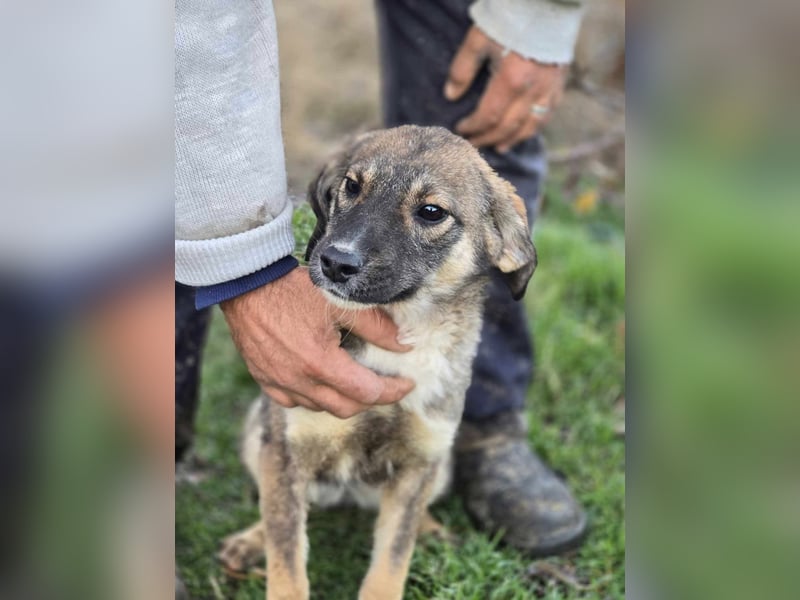*Charlie Girl* liebes und hübsches Mädchen ca. 1 Jahr
