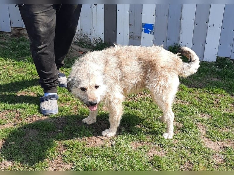 Strubbel-Wuschel *Jack* sucht unbedingt ein warmes Plätzchen