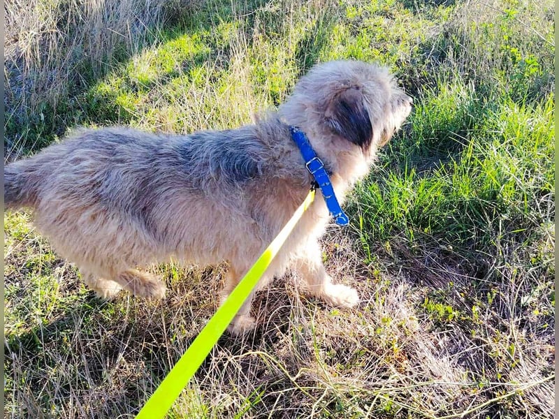 Strubbel-Wuschel *Jack* sucht unbedingt ein warmes Plätzchen