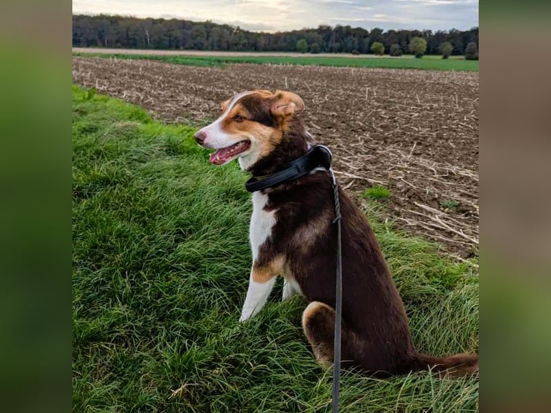 Carlos sucht sein perfektes Match-wartet in PLZ 49143 Bissendorf