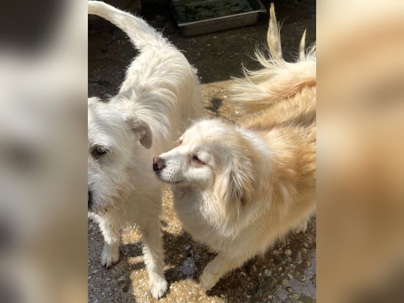 Rosalie - facettenreich und dazu noch bildhübsch