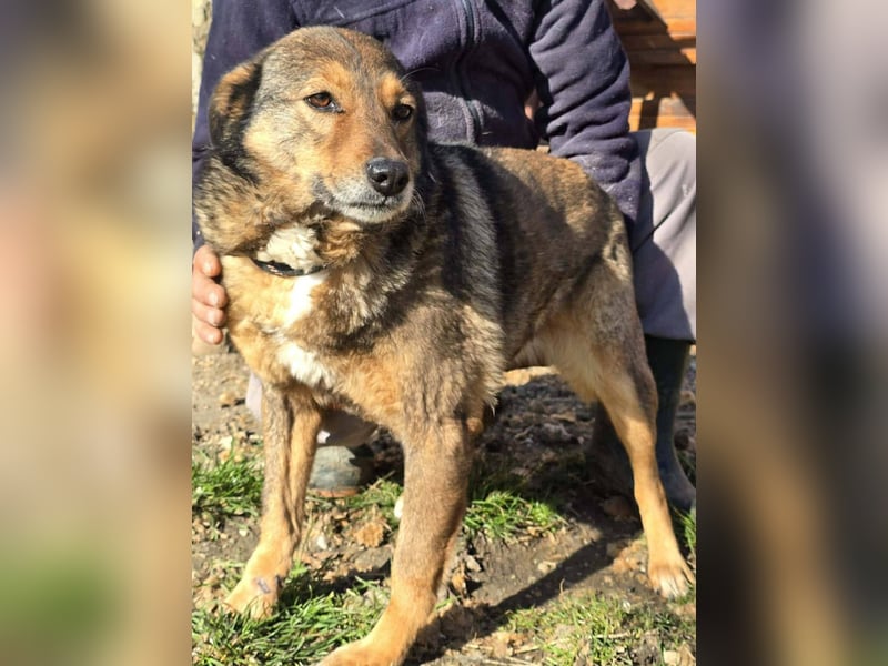 Liebe Moni – sucht besonders liebes Zuhause zum durchstarten