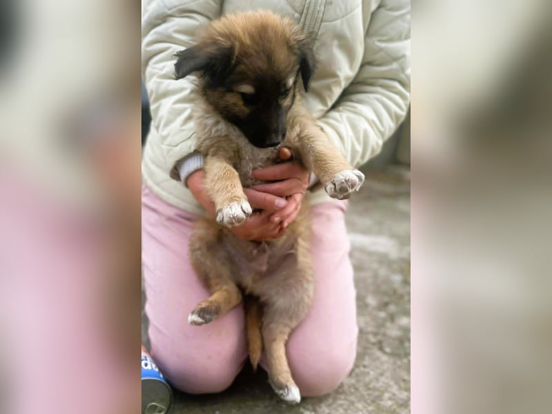 CODY - zauberhafter junger Hundebub sucht sein Zuhause für immer