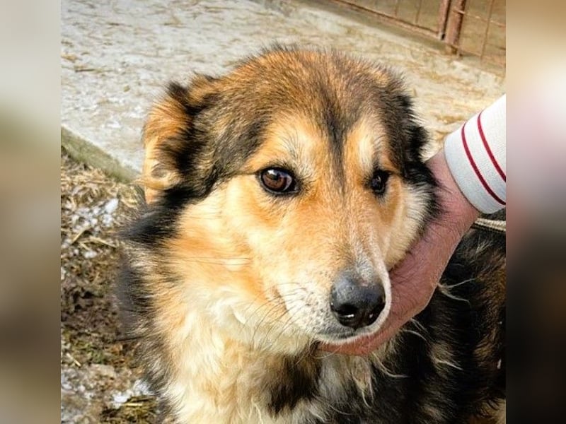 Nelu – sucht seine Herzmenschen für immer