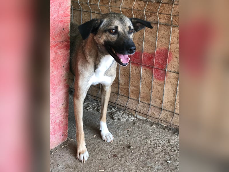 Sunny - super lieber Sonnenschein sucht genau DICH