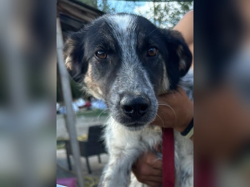 Hübscher Loki – ist startklar für ein neues Leben