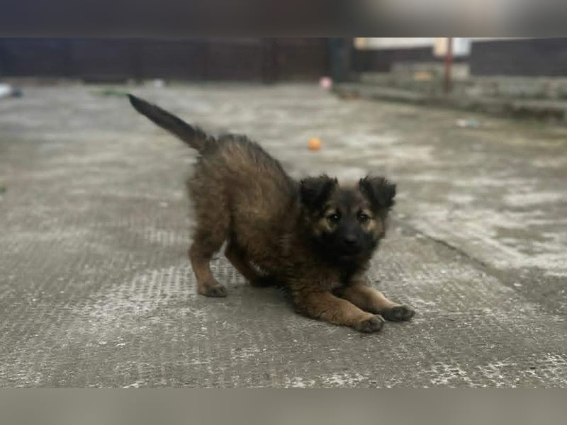 CARA - zauberhaftes junges Hundemädchen sucht ihr Zuhause für immer