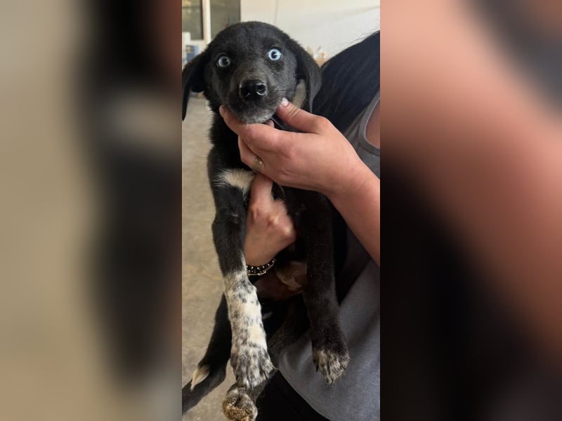 Ein Blickfang pur – das ist Hundekind Mila