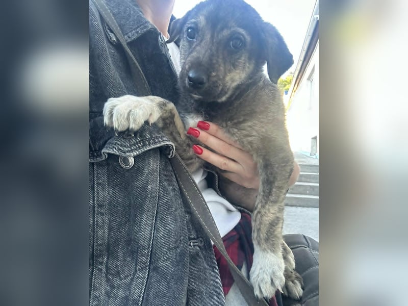 Kleines Hundekind „SUMMER“ bringt die Sonne ins Haus