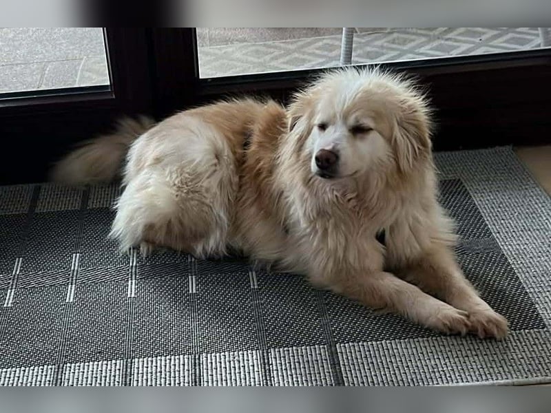 Rosa – hübsche Maus wartet in PLZ 75217 Birkenfeld auf Besuch