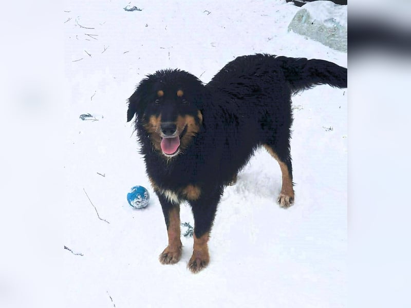 Das Glück hat 4 Pfoten und heißt „ BAJA „