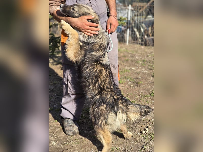 *Amy* mit einem Gesichtchen wie gemalt ca. 1 Jahr