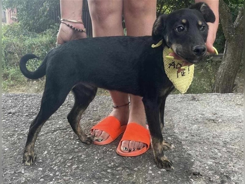 Cody-einer von 12 Hundekindern auf der Suche nach einem Zuhause