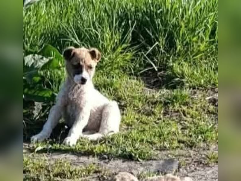 Tessa – kleines Hundekind sucht ihr Zuhause für immer
