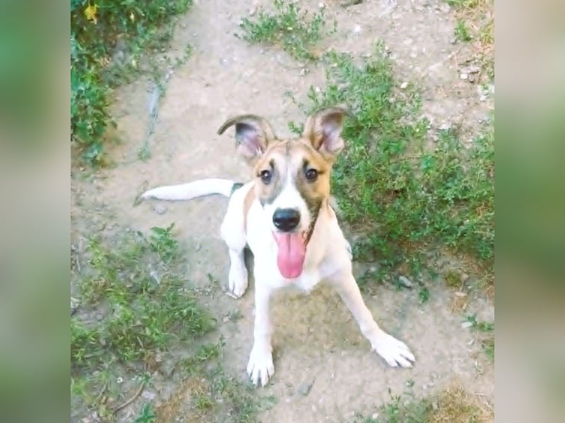 Super hübsches Hundekind „ TESSA „ sucht ihr Zuhause für immer