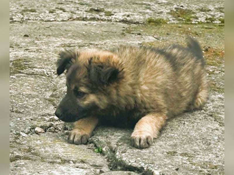 CARA - zauberhaftes junges Hundemädchen sucht ihr Zuhause für immer