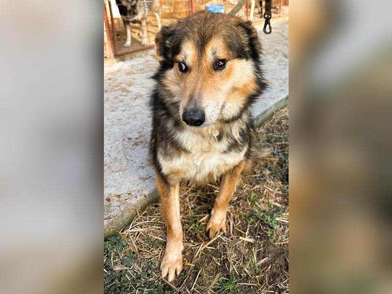 Nelu – sucht seine Herzmenschen für immer