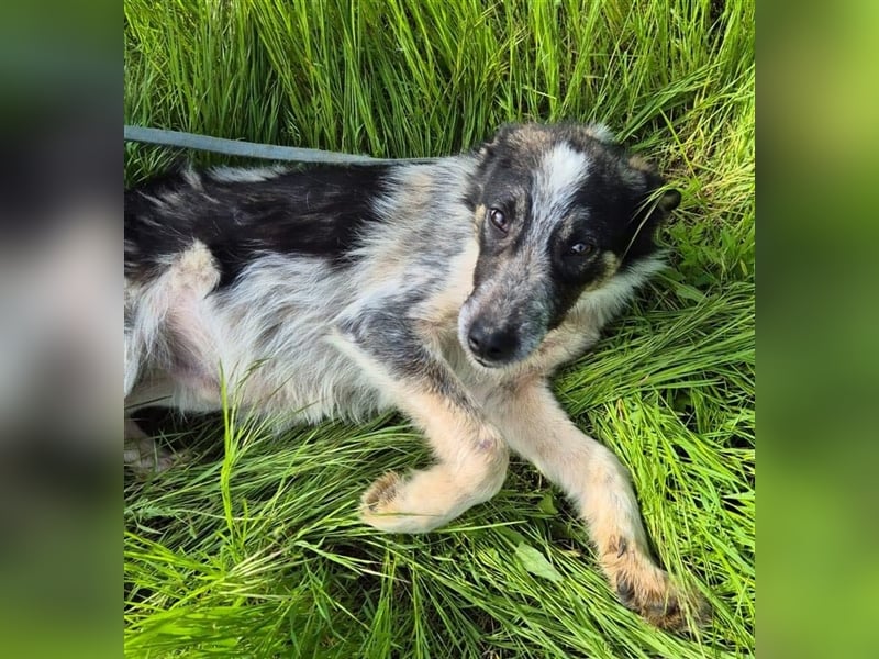 Hübscher Loki – ist startklar für ein neues Leben