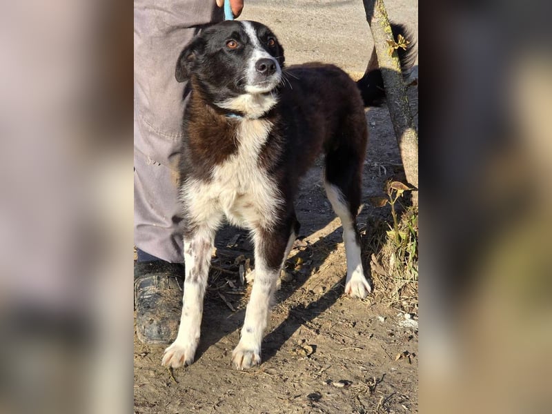 Lieblingsmenschen für die bezaubernde „Foxi“ gesucht