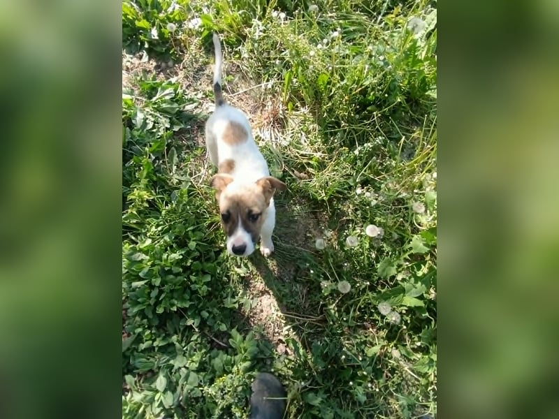 Tessa – kleines Hundekind sucht ihr Zuhause für immer