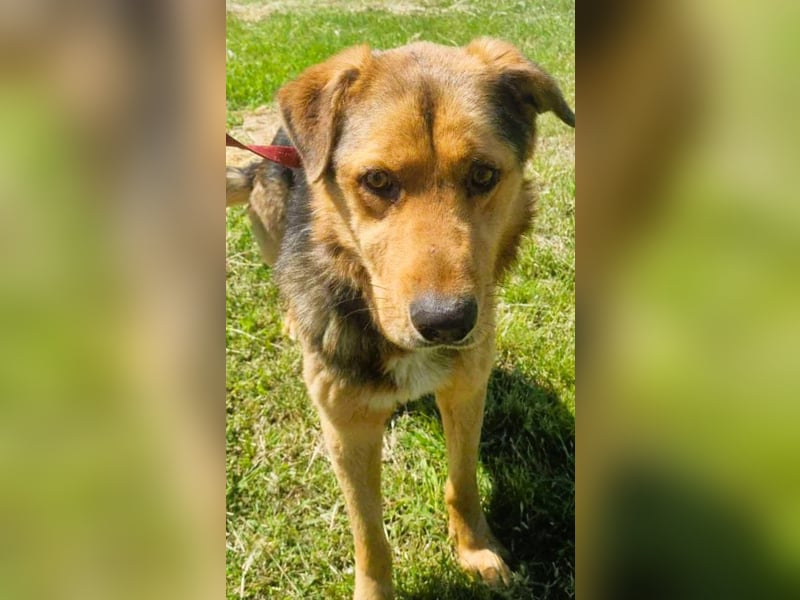 Sajan - ein Freund und noch viel mehr Sajan - ein Freund und noch viel mehr