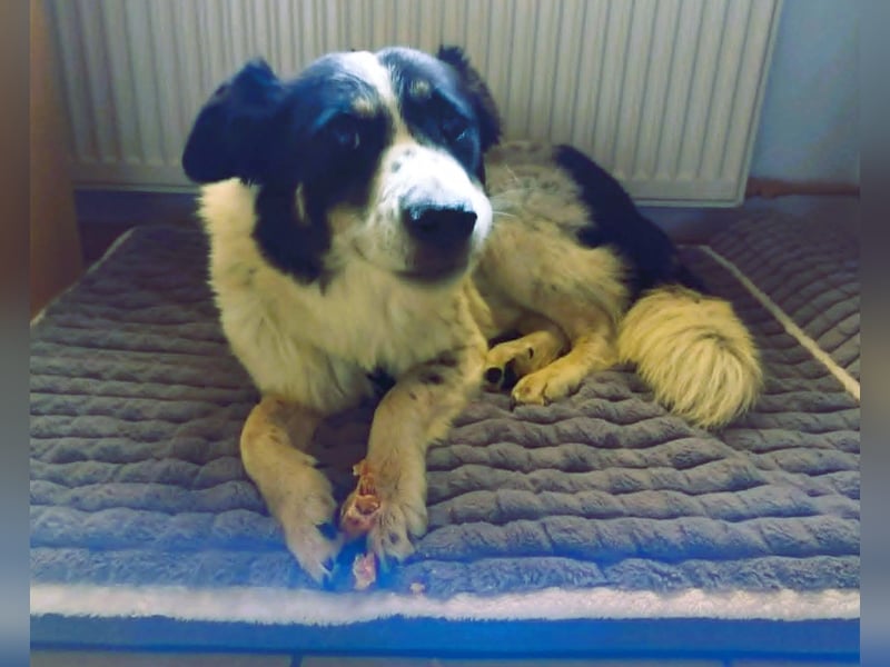 LUNA – ein liebes Hundemädchen wartet in PLZ 76707 auf Besuch