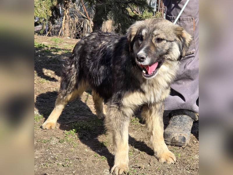 *Amy* mit einem Gesichtchen wie gemalt ca. 1 Jahr