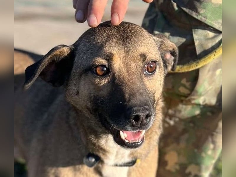 Sunny - super lieber Sonnenschein sucht genau DICH