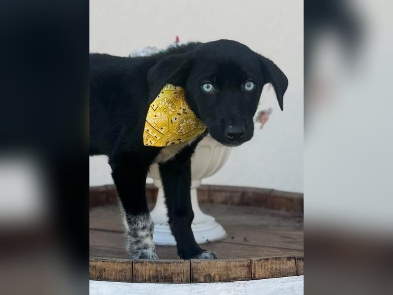 Ein Blickfang pur – das ist Hundekind Mila