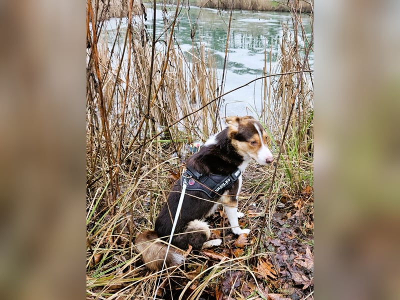 Carlos sucht sein perfektes Match-wartet in PLZ 49143 Bissendorf