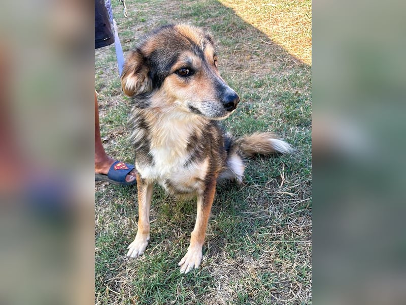 Nelu – sucht seine Herzmenschen für immer