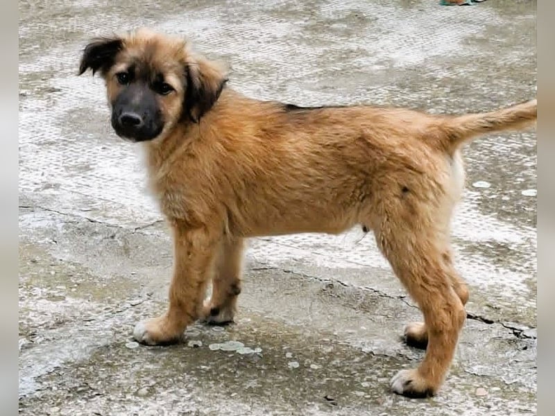 CODY - zauberhafter junger Hundebub sucht sein Zuhause für immer