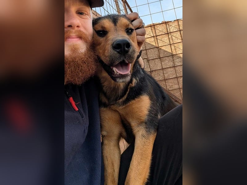 Traumjunge „ Roxie „ - ist bereit für ein neues Leben