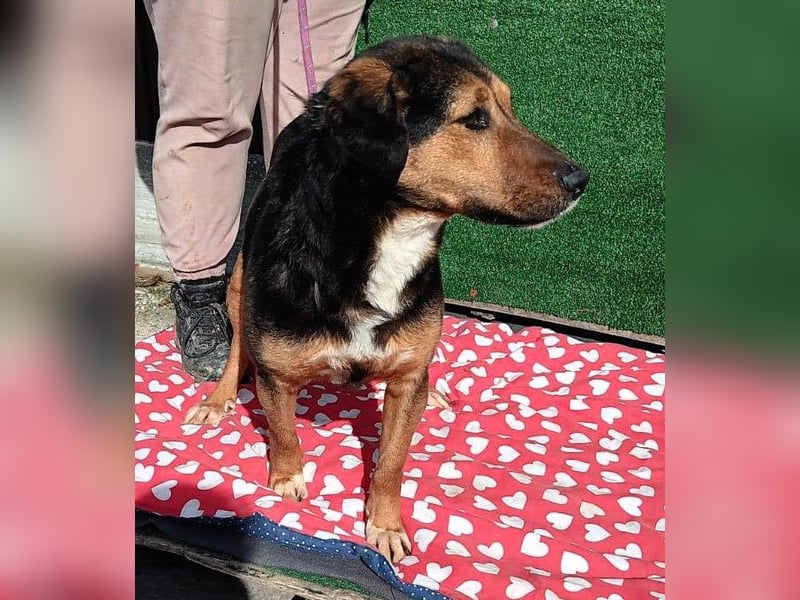 Hanni - das ganz besonders hübsche Mädchen