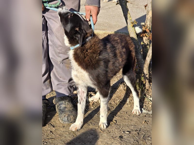 Lieblingsmenschen für die bezaubernde „Foxi“ gesucht