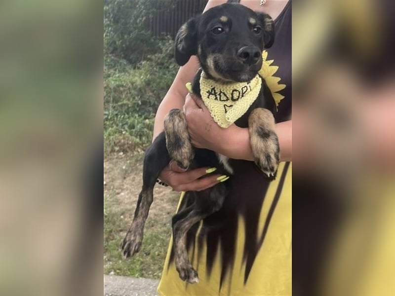 Cody-einer von 12 Hundekindern auf der Suche nach einem Zuhause