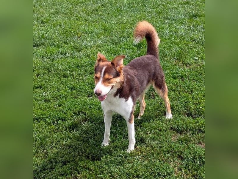 Carlos sucht sein perfektes Match-wartet in PLZ 49143 Bissendorf