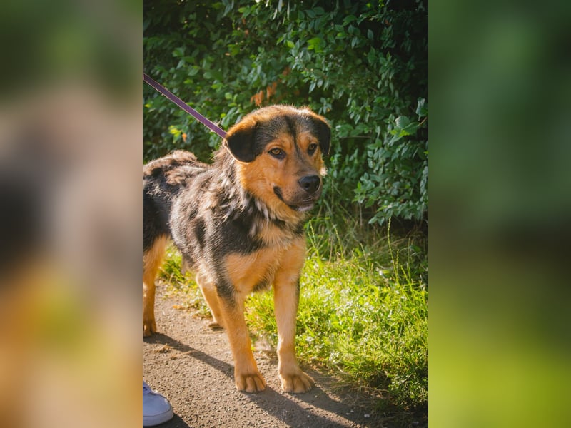 Traumjunge „ Roxie „ - ist bereit für ein neues Leben