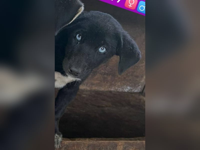 Ein Blickfang pur – das ist Hundekind Mila