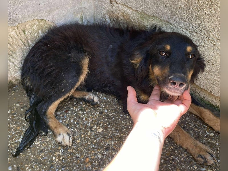 Das Glück hat 4 Pfoten und heißt „ BAJA „