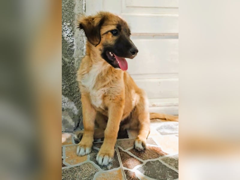 CODY – zauberhafter junger Hundebub sucht sein Zuhause für immer
